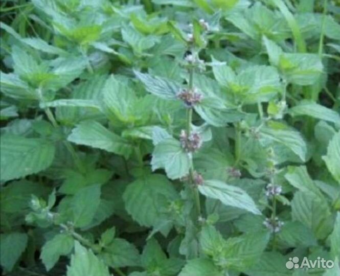 Лук, базилик, шпинат, салат, укроп зонтики