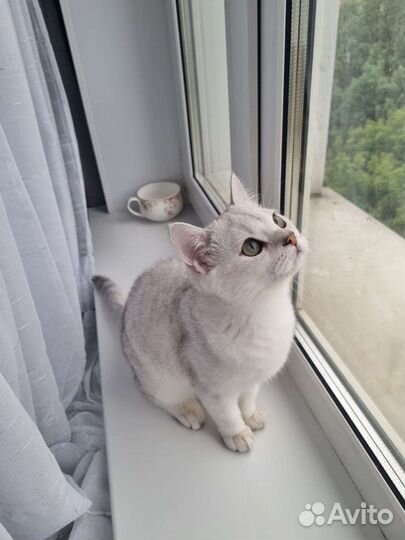 Британские котята короткошерстные