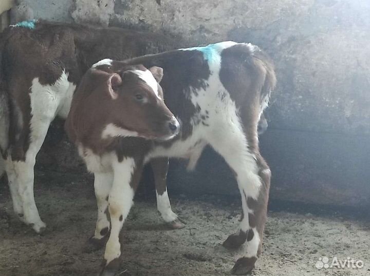 Бычки элитные