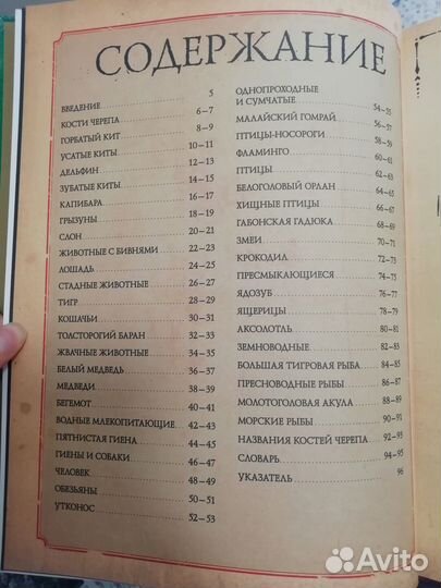 Коллекция костей. Черепа. Clever