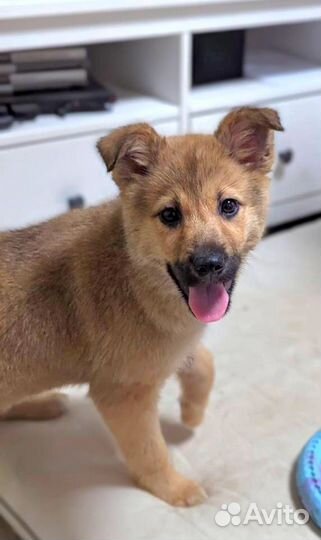 Щенок девочка 3 мес в дар