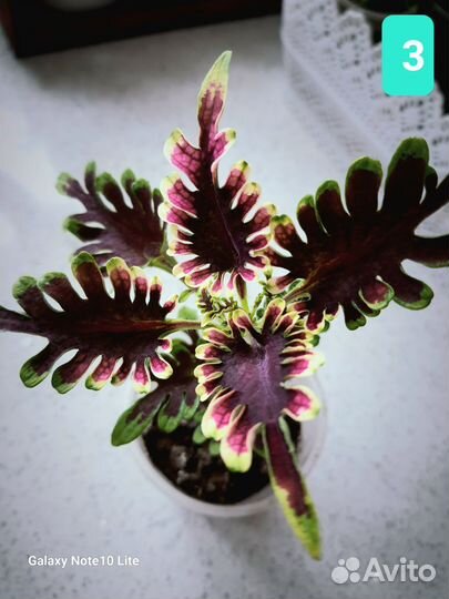 Колеусы вегетативные