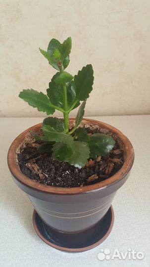 Каланхоэ Каландива цветущее оранжевый