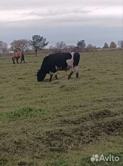 Продам быков 6 штк