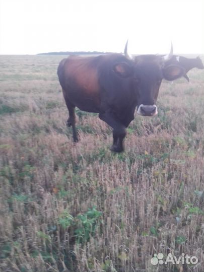 Корова стельная дойная