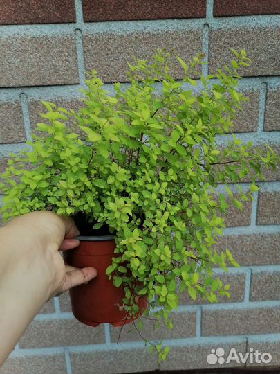 Спирея японская Golden carpet