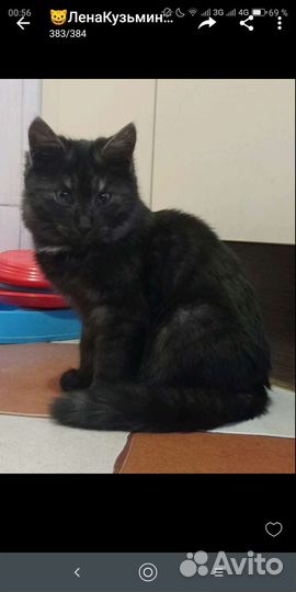 Лапочка,девочка Поночка,10 мес,ласковая и нежная