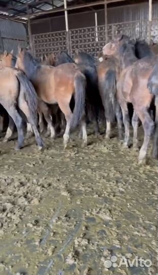 Продаю жеребят