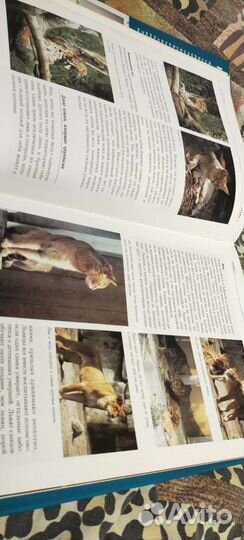 Книга про кошек