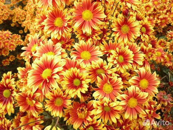 Хризантема кустовая 10 сортов