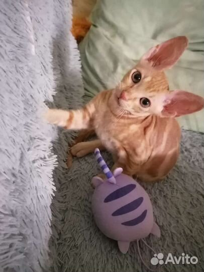 Донской сфинкс котенок