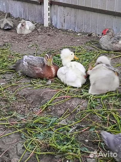 Петухи/утки/цесарки/гуси