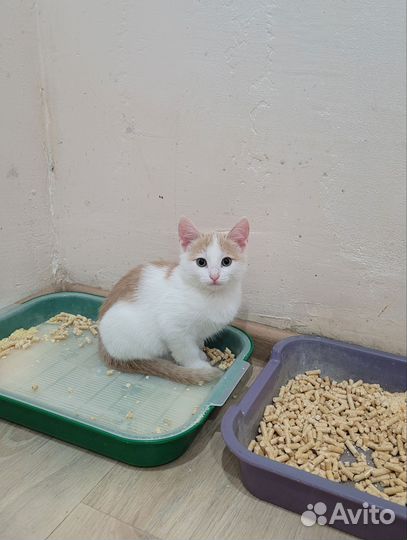 Котёнок в добрые руки