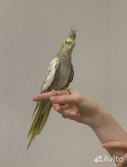 Попугай корелла с клеткой