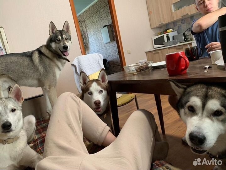 Догситтер, выгул собак, передержка