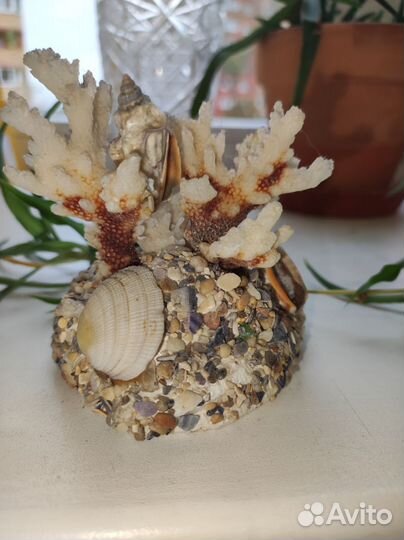 Морской коралл с ракушками