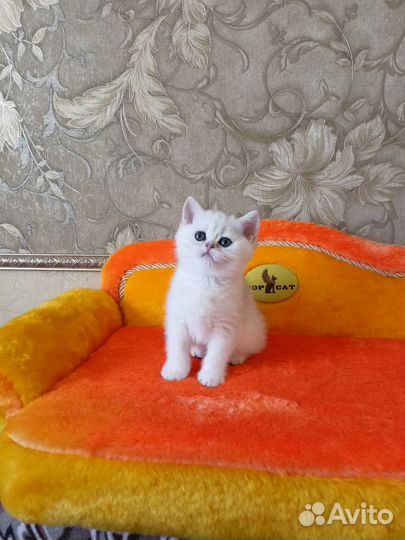 Кошечки для вас