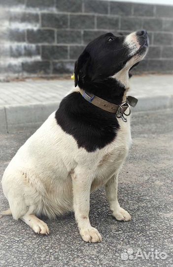 Собака в добрые руки