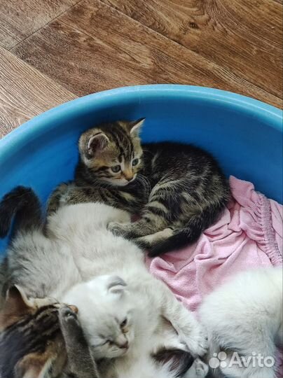 Котята ищут дом