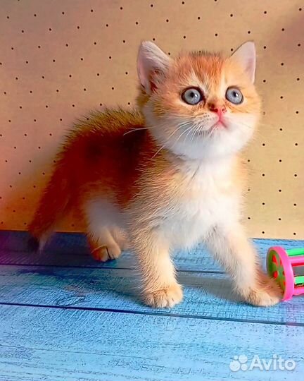 Золотые шотландские котята