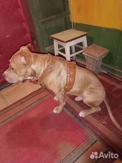 Продам шлею с грузами