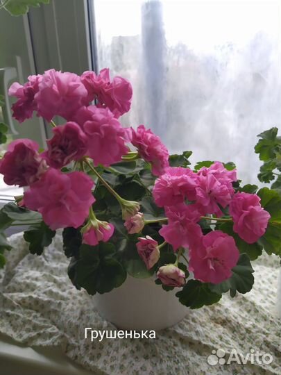 Пеларгонии сортовые