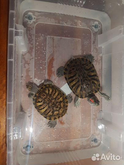 Красноухая черепаха бесплатно