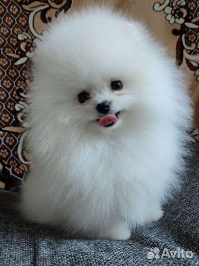 Белоснежная помочка