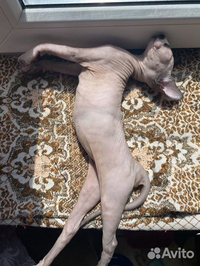 Сфинкс мальчик