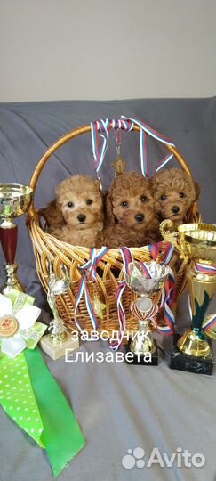 Той-пудель ред браун