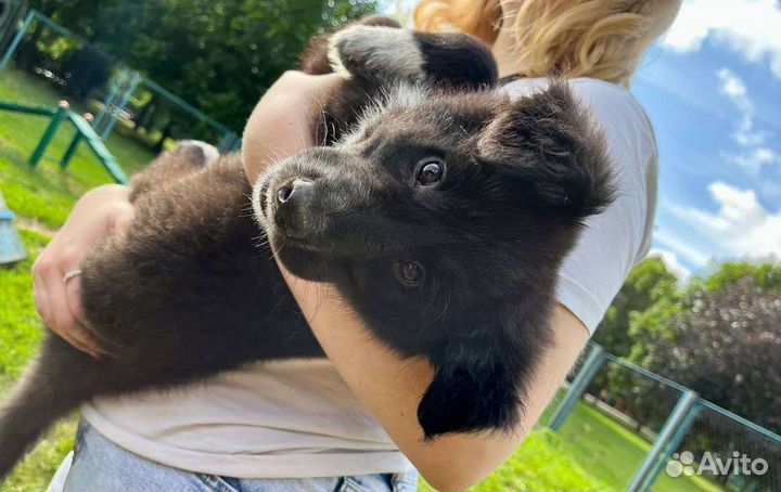 Щенок в добрые руки бесплатно