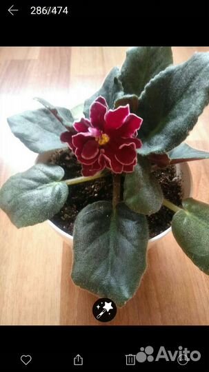 Продам сортовые фиалки детки и стартеры