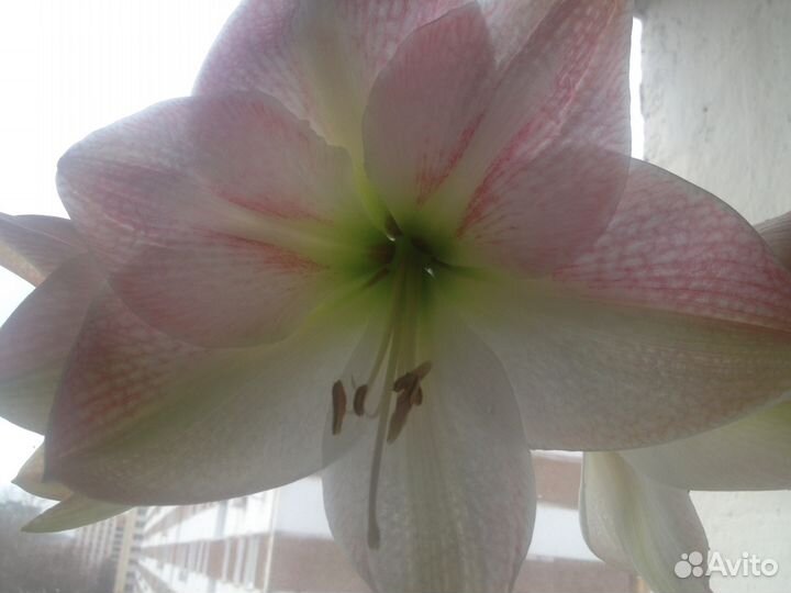 Цветы, Комнатные растения, Спатифиллум, Амариллис