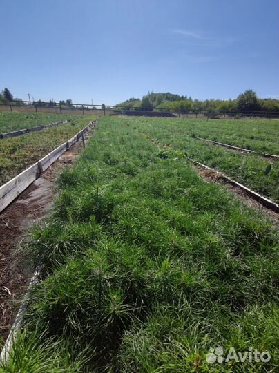 Саженцы ели европейской зкс от производителя