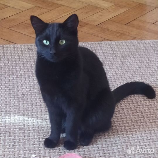 Отдам даром кота