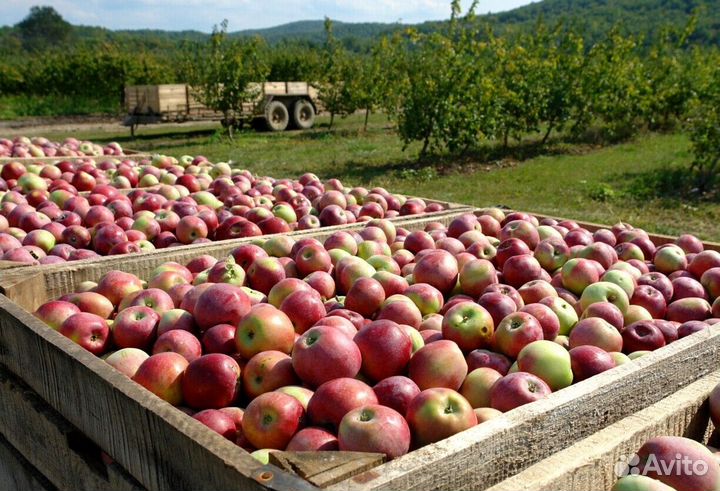 Вахта Сборщик яблок