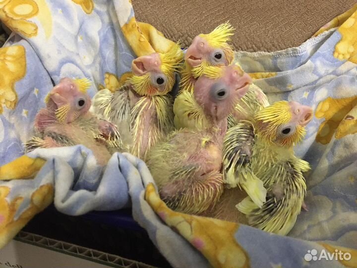 Ручные птенцы попугая корелла в наличии