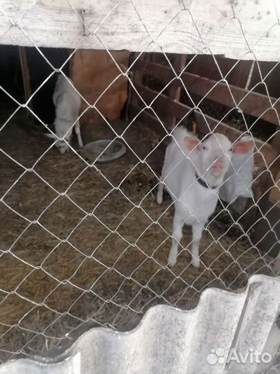 Козлы и Коза