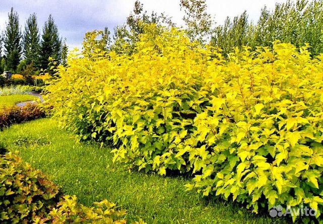 Пузыреплодник лютеус Высота от 25см