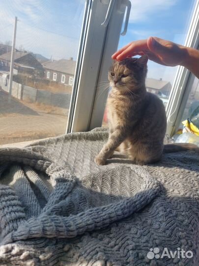 Британская кошка в дар