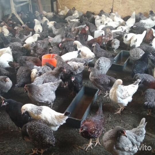 Куры молодки