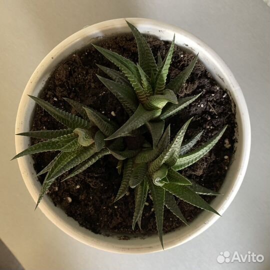 Хавортия суккуленты