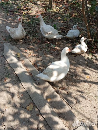 Утки муларды