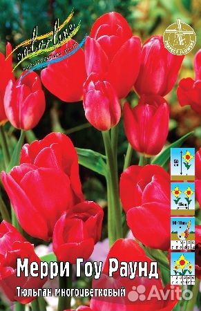 Тюльпаны многоцветковые