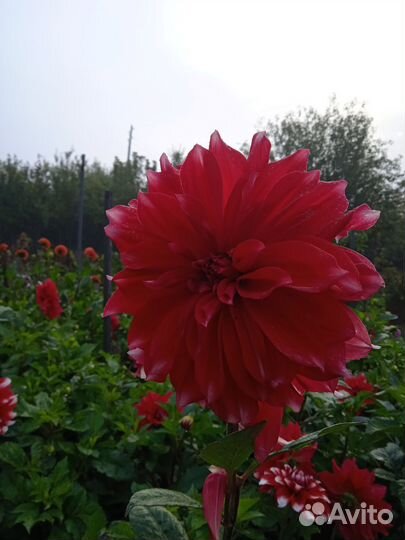 Георгины клубни