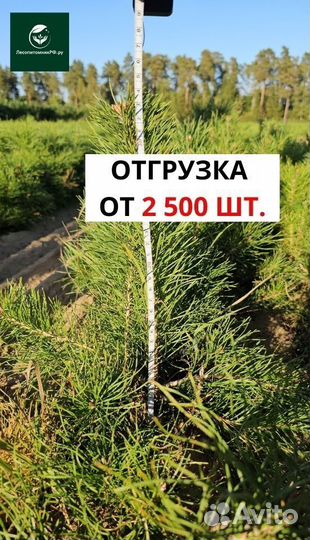 Саженцы сосны и ели окс оптом