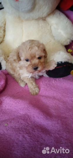 Той пудель. Девочка