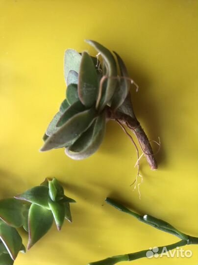 Суккуленты набор