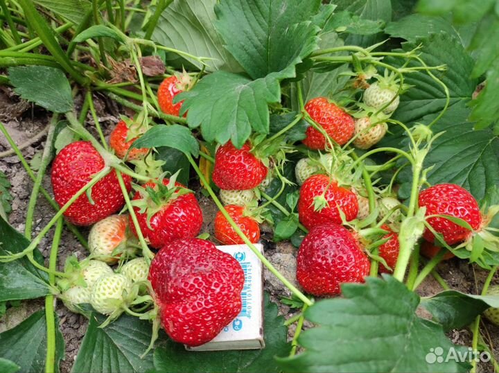 Клубника рассада