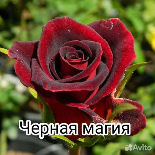 Саженцы чайно-гибридной розы